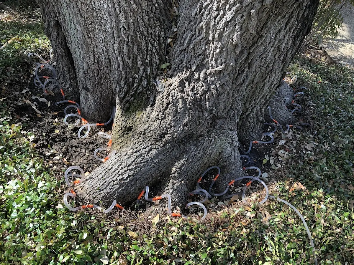 Detailed Tree Cabling and Bracing job site in Cross