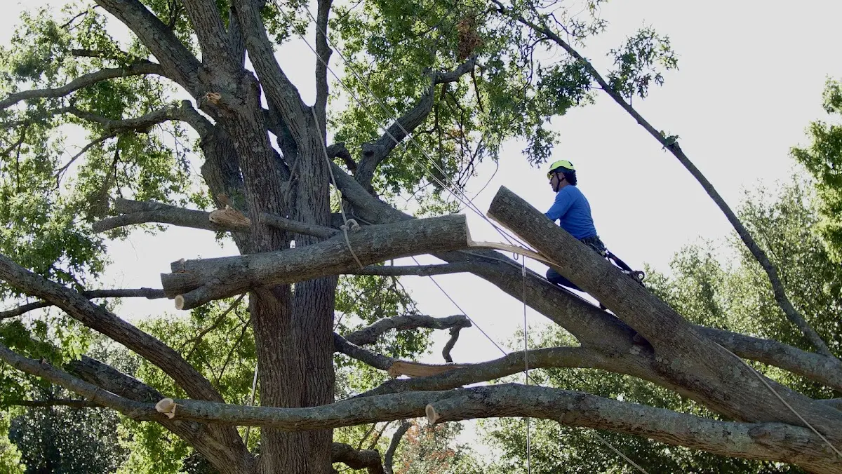 Professional Crown Thinning performed by certified arborists in Cross