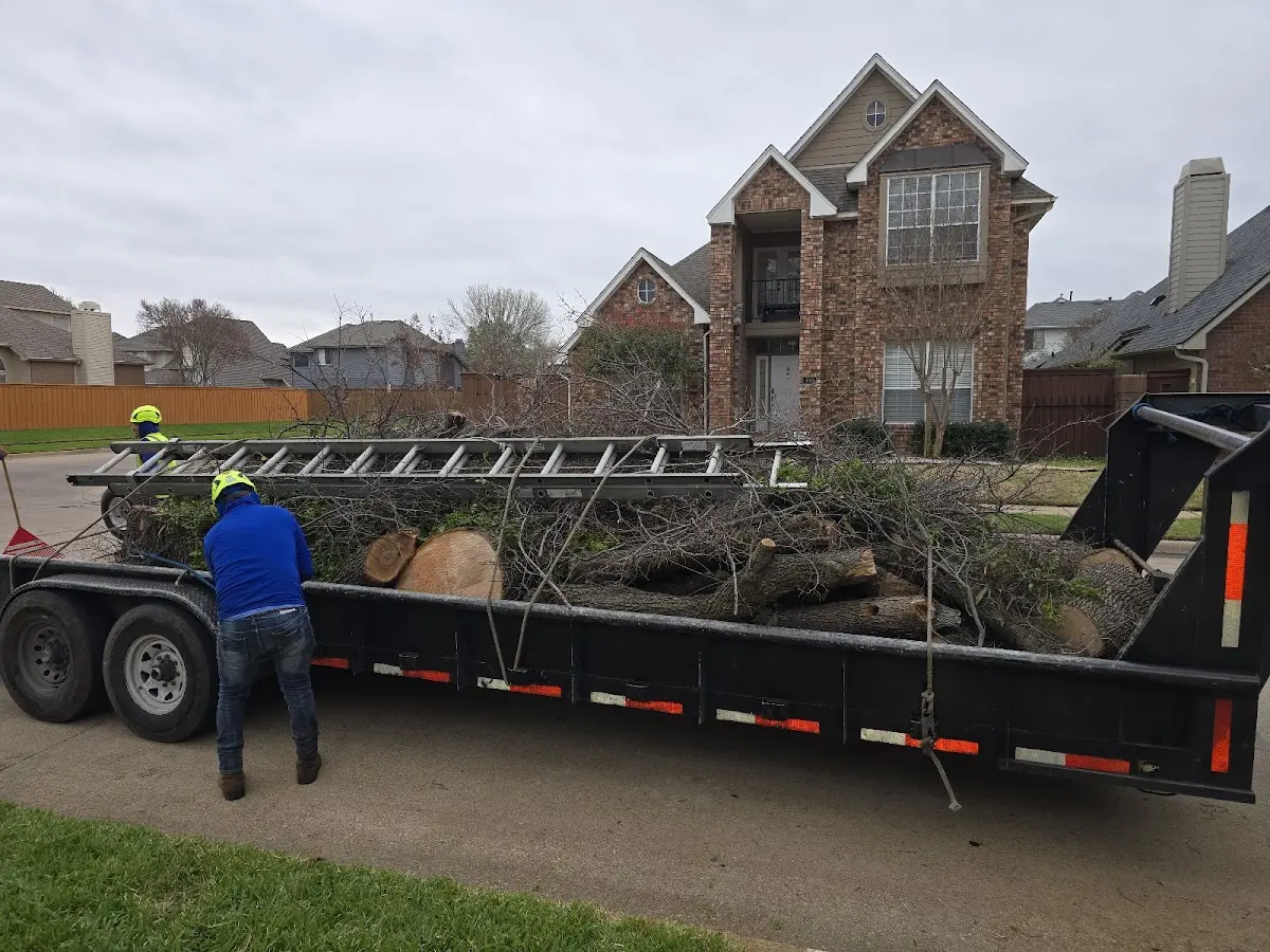 Expert Tree Removal with proper safety equipment in Cross